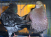 King pair