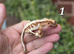 Various crested geckos