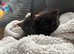 2 black kittens