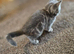 Female British shorthair kitten for sale