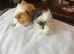 Gorgeous Guinea Pigs