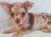 3 adorable chihuahua puppies boys for sale