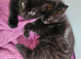 Beautiful Maine Coon mix 3 kittens