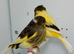Beautiful pair of gloster canaries for sale