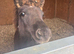 Shetland x colt