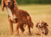 Outstanding Working cocker spaniel puppies. Pick of the litter dog and bitch, our keepers - heartbreaking decision