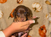 Tiny miniature dachshund