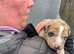 Lurcher puppies