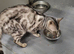 Silver bengal