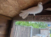 Breeding Pair English Fantails