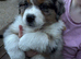 Ausssie puppies! Last 2 girlls available KC registred