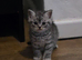 2 silver tabby british shorthair