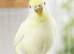 Young female budgie for sale