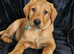 ☆☆☆☆Beautiful Fox Red Labrador Puppies☆☆☆☆
