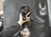 Beautiful cane corso puppies