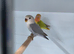 Female peach face lovebirds for sale