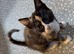 1 female tortoiseshell kitten