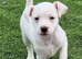 Jack Russell Puppy's