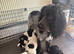Puppy worker cocker spaniel