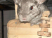 2 chinchillas