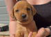 Beautiful Labrador puppies