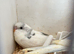 baby budgies ready in 3 weeks  plus other available now