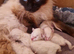 Beautiful Ragdoll kittens