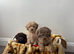 Toy poodls