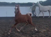 Arabian colt foal available at weaning
