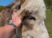 Miniature Donkey