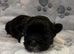 Lhasa Apso puppies for sale