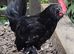 Barbu D'uccle Rooster