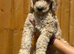 READY NOW! Standard poodle puppies kc registered