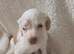 Cockapoo f1 pups &times;3
