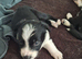 border collie puppies