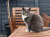 Female 4 years old cat