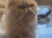Male persian