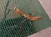 Subadult pair of Timor shield mantis plus other inverts