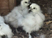 Silkie Bantams