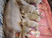 K c reg Weimaraner puppy