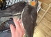 Hand-Reared Cockatiels