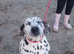 Dalmatian girl
