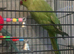 2 x ringnecks