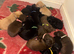Chocolate/Yellow/Black KC Registered Labrador Retrievers