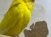 Lutino Budgie Male