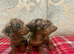 MINIATURE DACHSHUND PUPPIES