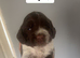 Sprocker puppies