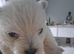 Westie puppies