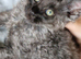 Maine coon polydactyl boys
