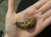 1 wild type Giant African land snail (COLLECTION ONLY)